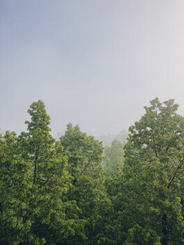 Foto von Alex Sobotta: Ein einzelner Wanderer steht auf einem moosbedeckten Waldpfad, umgeben von hohen, grünen Bäumen und dichtem Blattwerk. Weiches Morgenlicht dringt durch den leichten Nebel. Die Fotografie fängt eine ruhige, naturverbundene Szene ein. A tranquil forest scene with lush greenery and soft misty sunlight, captured by photographer Alex Sobotta. Alex Sobotta Fotograf