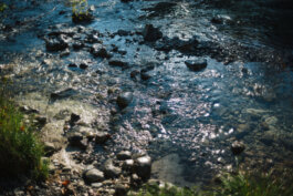 Sonnenlicht spiegelt sich auf flachem, klarem Wasser, das sanft über glatte Steine und Kiesel eines Baches fließt. Am Ufer wachsen Grasbüschel und kleine Pflanzen; feine Details im Licht- und Schattenspiel fangen die poetische Ruhe dieser Dokumentarfotografie von Alex Sobotta ein. Die Komposition betont natürliche Texturen und zeigt keine Menschen, nur die stille Schönheit der unberührten Natur im Fokus der Fotografie. Sunlight shimmers on clear stream water flowing over smooth rocks and plants along the edge. Nature photography by Alex Sobotta captures a tranquil waterscape with vivid detail. Alex Sobotta Fotograf